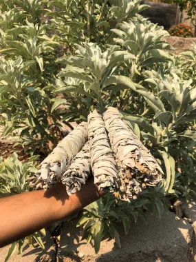 Homegrown JUMBO 8" CA White Sage Smudge Sticks