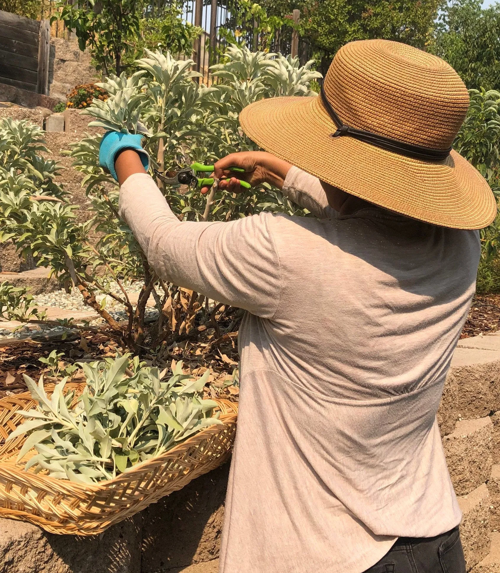 Homegrown JUMBO 8" CA White Sage Smudge Sticks