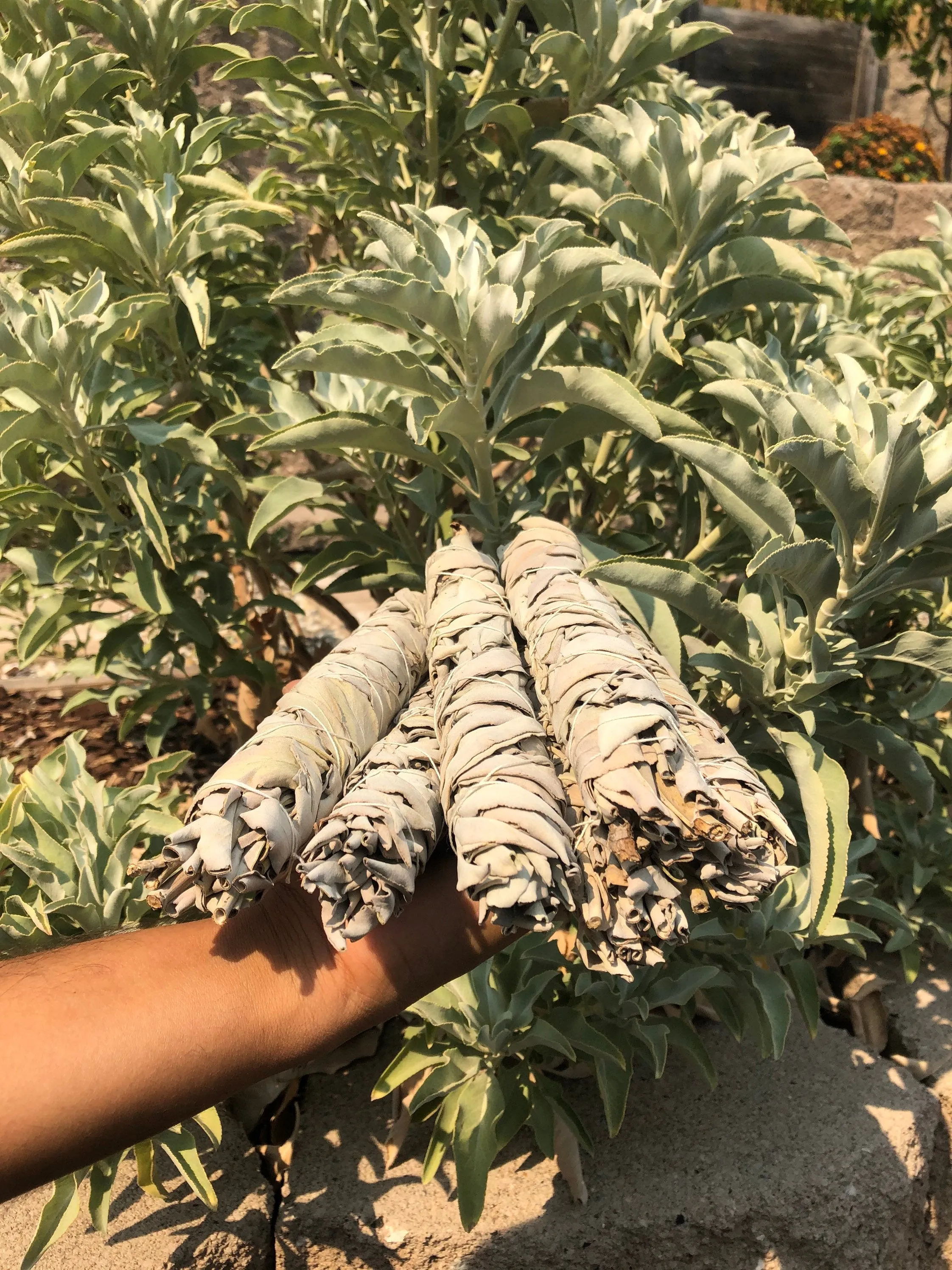 Homegrown JUMBO 8" CA White Sage Smudge Sticks