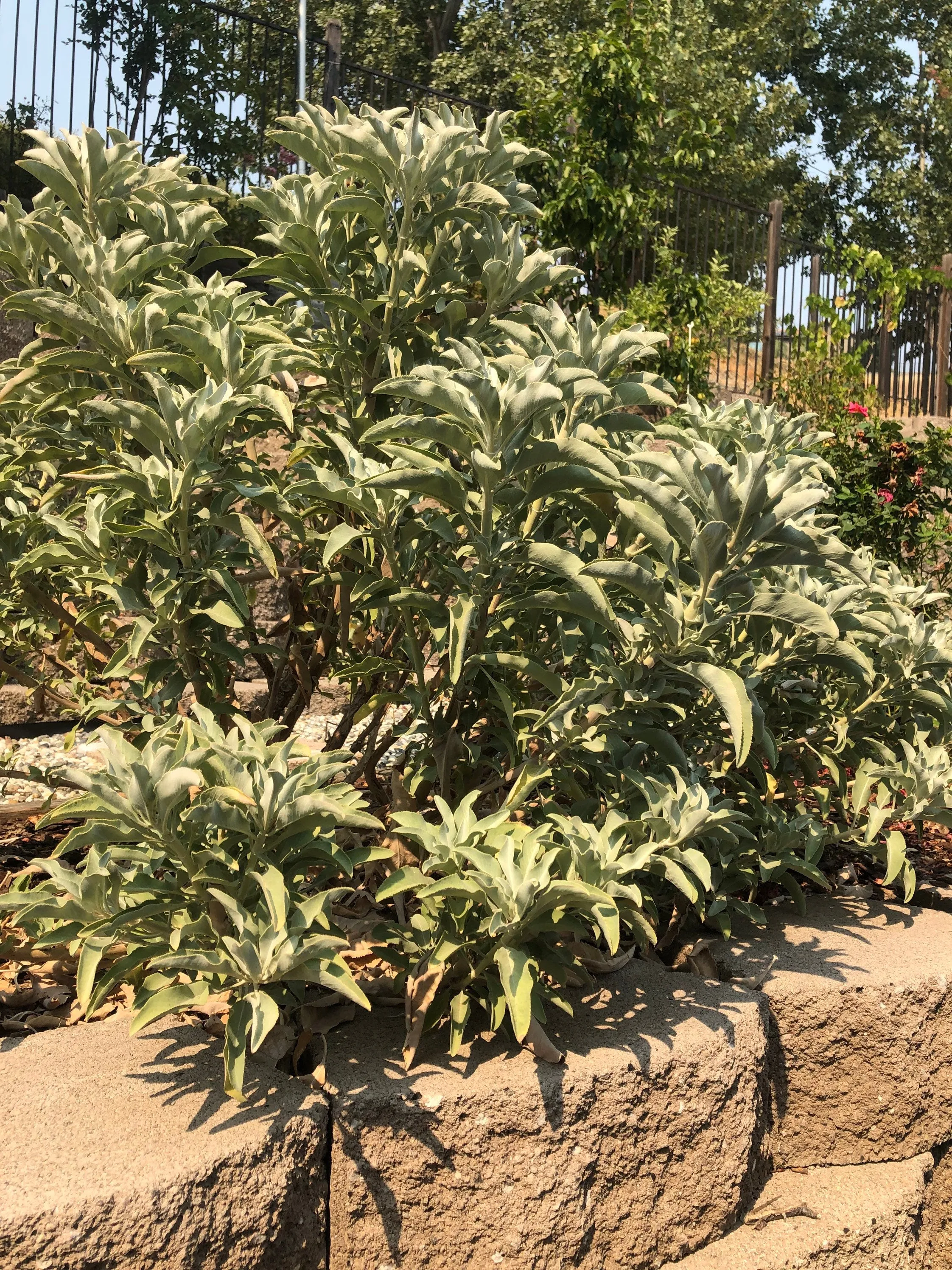 Homegrown JUMBO 8" CA White Sage Smudge Sticks