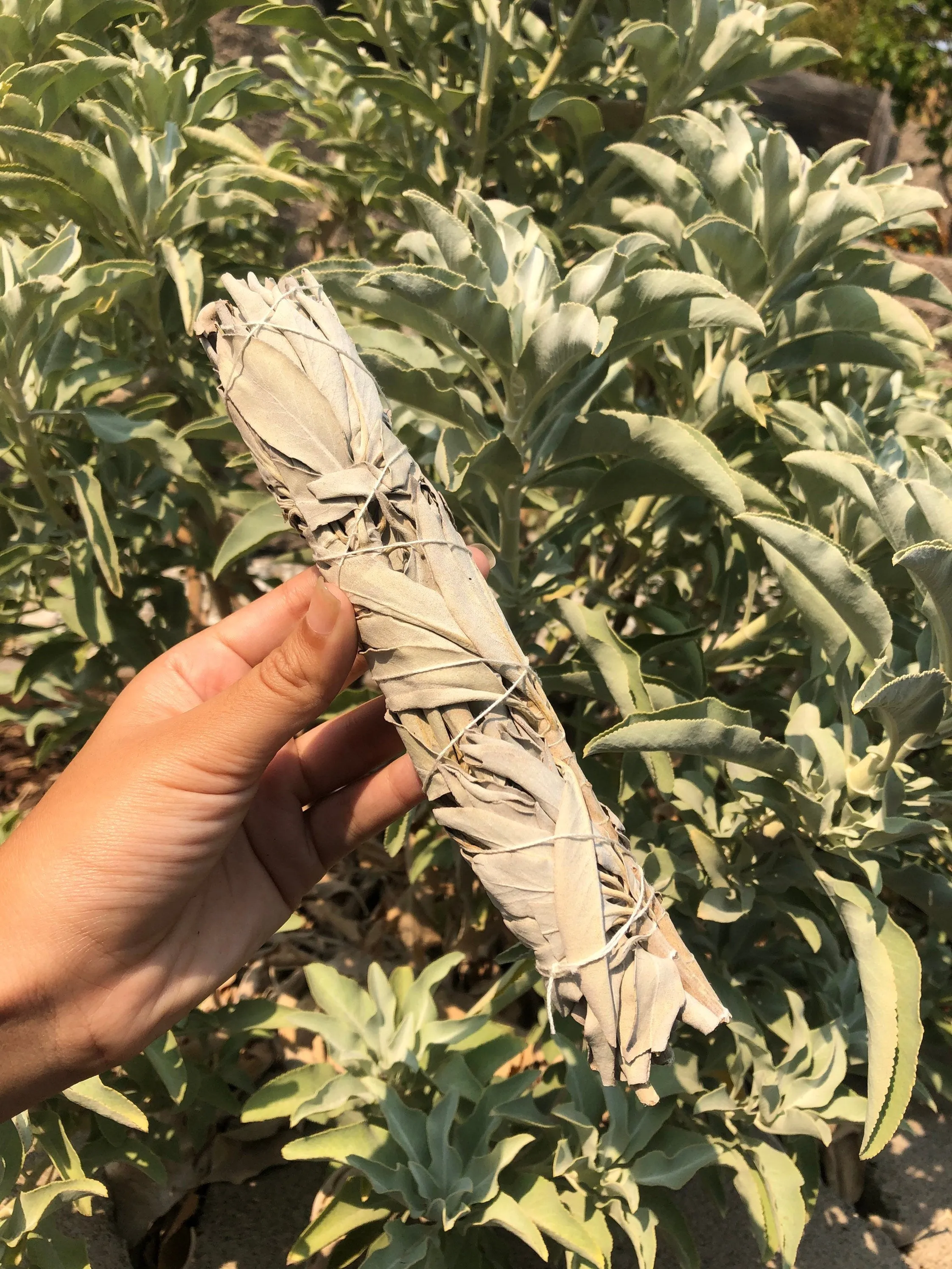 Homegrown JUMBO 8" CA White Sage Smudge Sticks